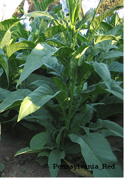 Pennsylvania Red Tobacco Plant